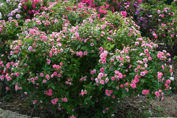 comp Pink Grootendorst 060108 (60); Pink Grootendorst - rugosa
