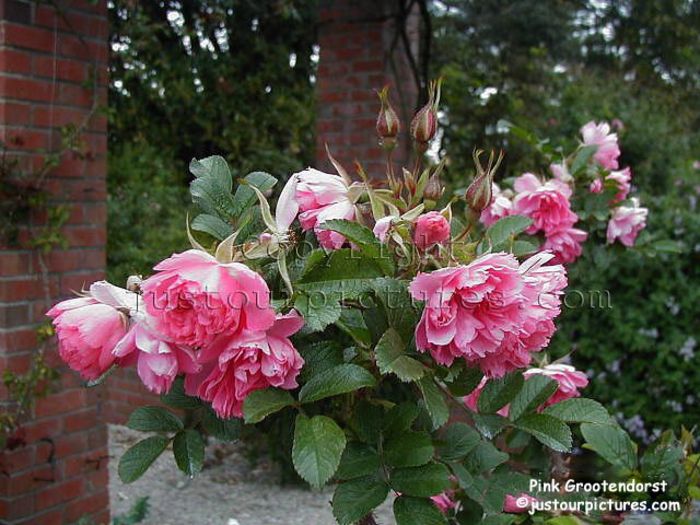 pinkgrootendorst41; Pink Grootendorst - rugosa
