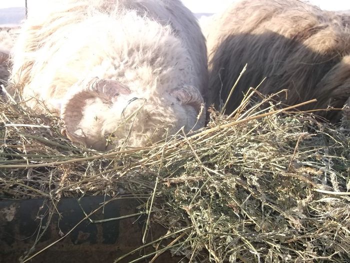 Picture 1606 - Carlani 2013-2014