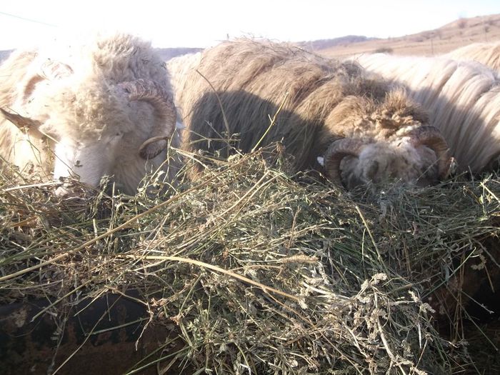 Picture 1609 - Carlani 2013-2014