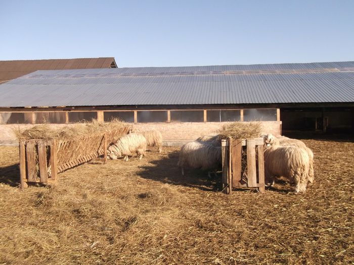 Picture 1611 - Carlani 2013-2014