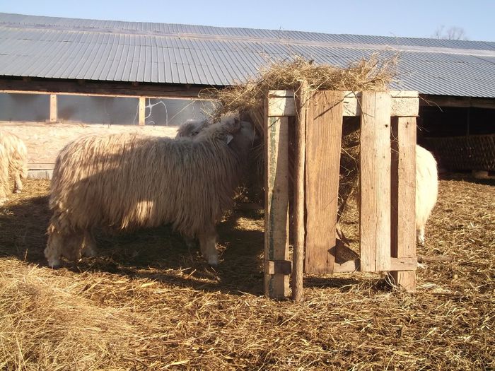 Picture 1623 - Carlani 2013-2014