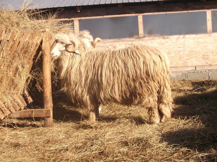 Picture 1625 - Carlani 2013-2014