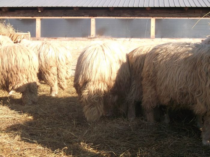 Picture 1627 - Carlani 2013-2014