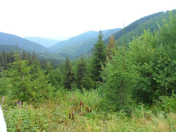 SAM_1353 - TRANSALPINA 08-2013