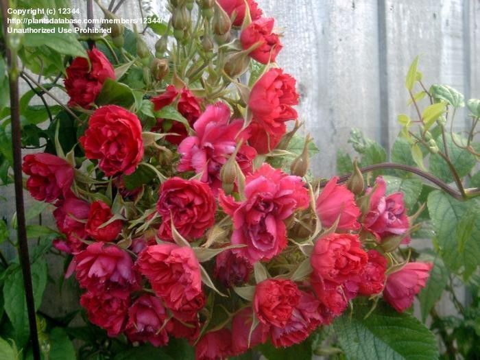 393da3; Rosa F. J. Grootendorst/ Red Grootendorst - Rugosa
