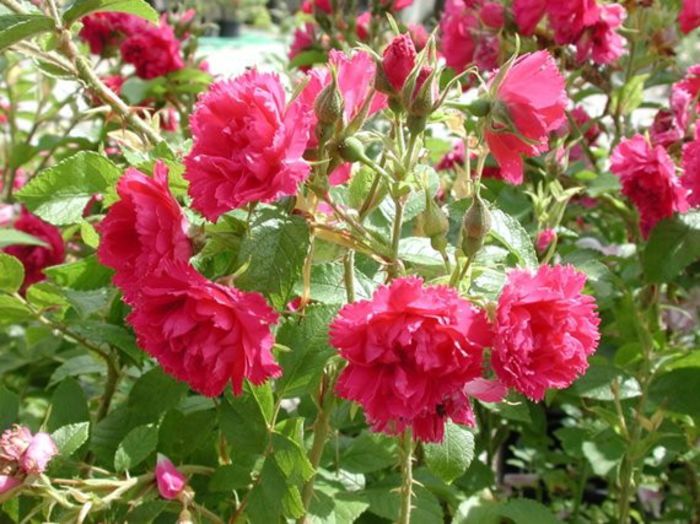 570x427_F-J-Grootendorst_0406; Rosa F. J. Grootendorst/ Red Grootendorst - Rugosa
