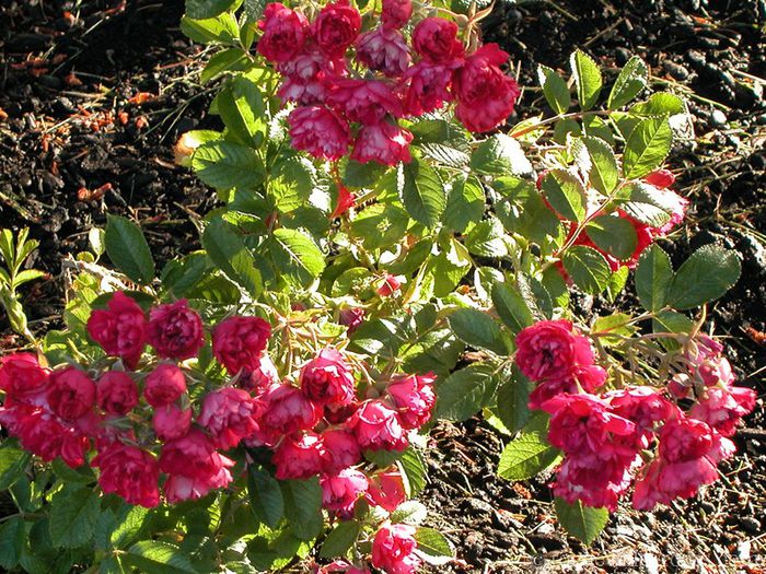 F._J_Grootendorst_bs; Rosa F. J. Grootendorst/ Red Grootendorst - Rugosa
