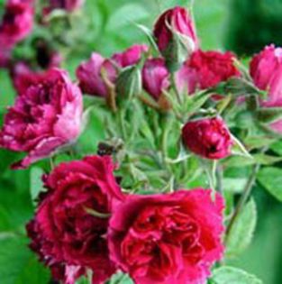 grootendorstsupreme1-250; Rosa F. J. Grootendorst/ Red Grootendorst - Rugosa
