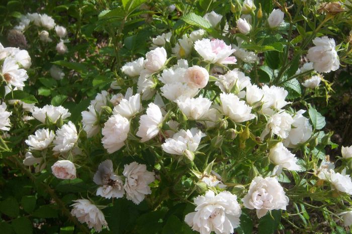 10899-Rosa-White-Grootendorst - Trandafiri cu petale serate si ondulate