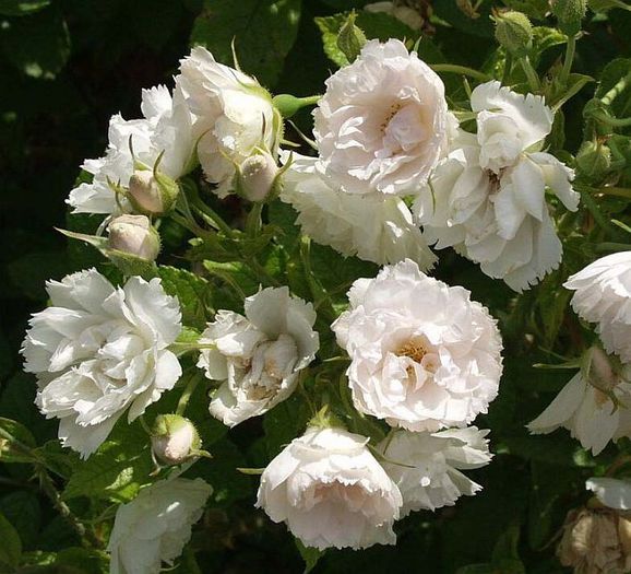 white grootendorst (1); White Grootendorst - Rugosa
