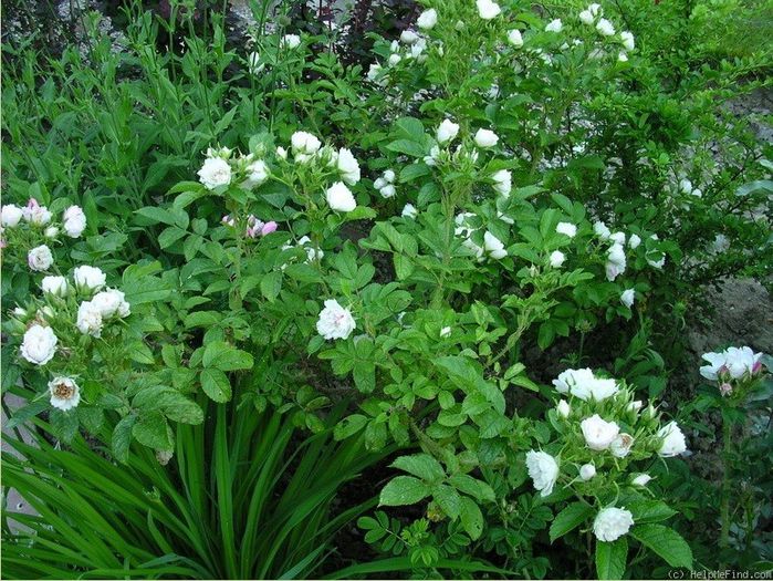 white grootendorst shrub - Trandafiri cu petale serate si ondulate