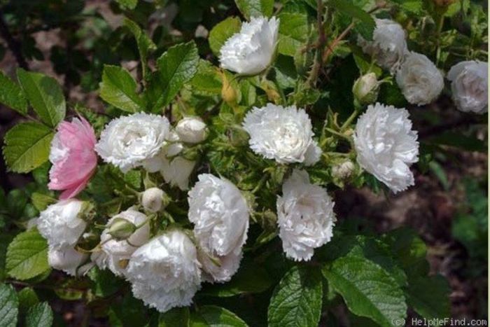 white grootendorst1; White Grootendorst - Rugosa
