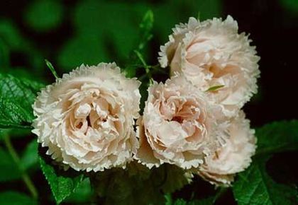 whitegrootendorst; White Grootendorst - Rugosa
