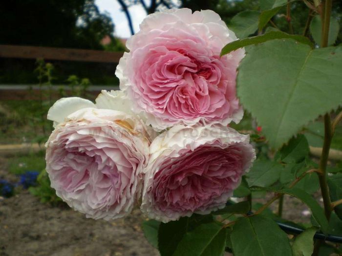 1265_151.jpg_1; James Galway Rose - David Austin
