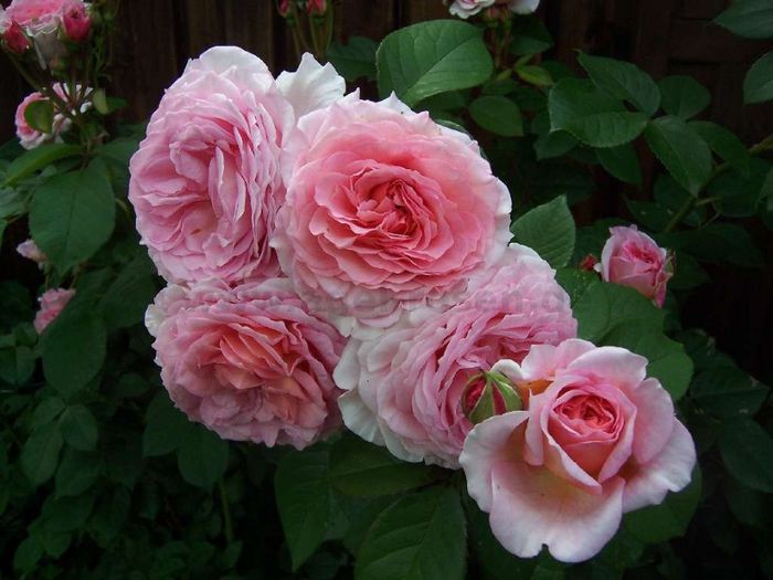 1265_323.jpg_1; James Galway Rose - David Austin
