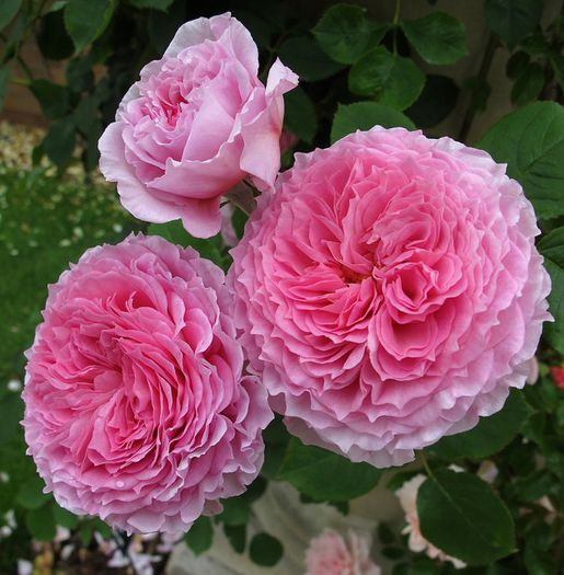 7988200557_60b469eb8f_z; James Galway Rose - David Austin
