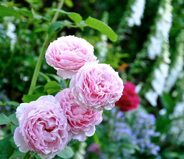 DSC_0305_2; James Galway Rose - David Austin
