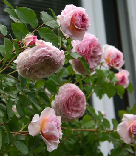 james_galway_4781; James Galway Rose - David Austin
