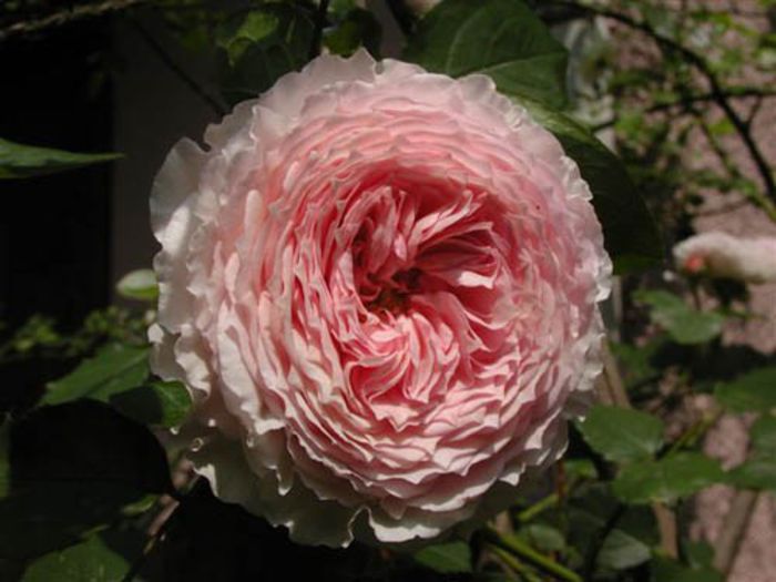 JamesGalway_Takigawa; James Galway Rose - David Austin

