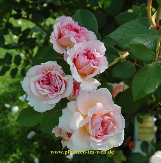 james-galway-image_galerie_gross; James Galway Rose - David Austin
