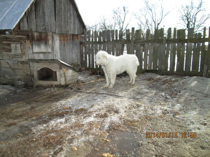 IMG_0278 - cateii mei mioritic