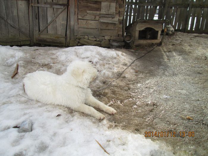 IMG_0288 - cateii mei mioritic