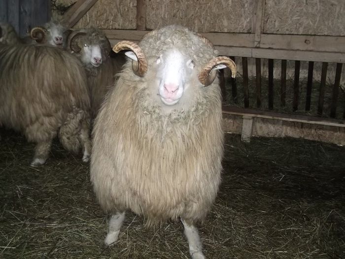 marfa lu unchiu