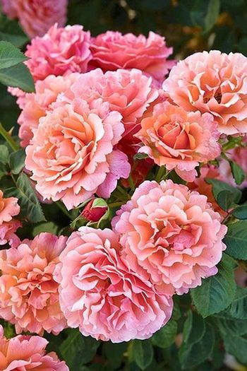easy-does-it-all-american-rose-selection-2010; Easy Does It - Harkness
