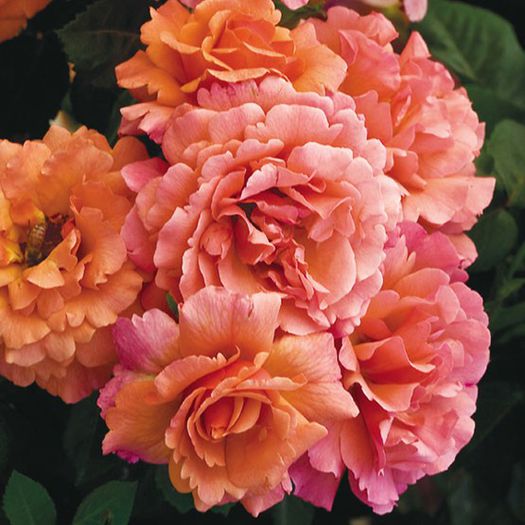 rosa-easy-does-it_lg; Easy Does It - Harkness
