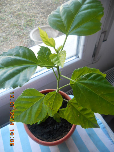 rosu batut; trandafir japonej rosu batut
