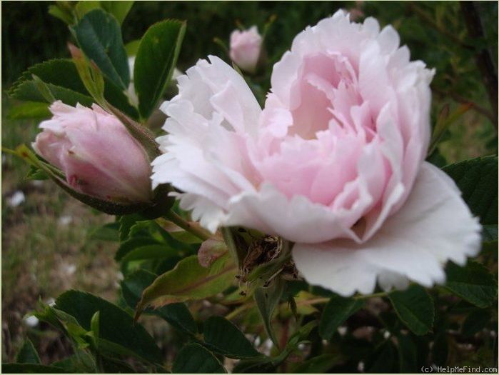 fimbriata7; Fimbriata - antic
