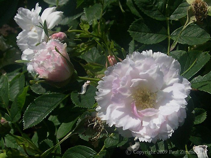 FimbriataPZ_s; Fimbriata - antic
