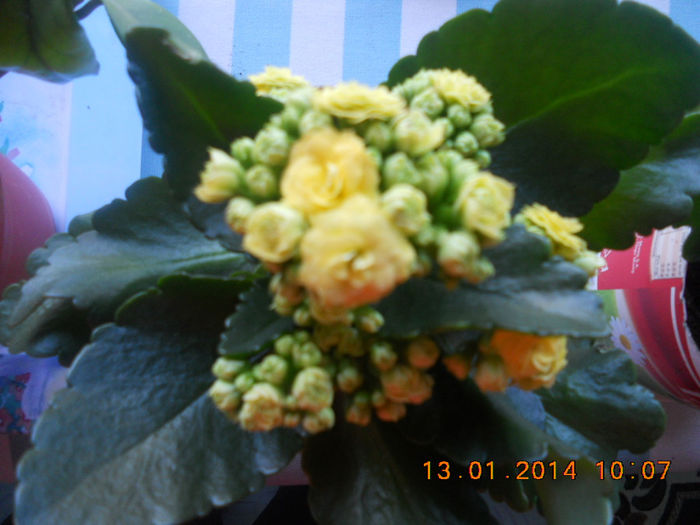 kalanchoe mini galben - plante de interior