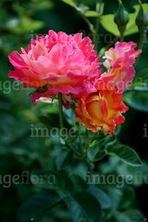 rosa-meilland-decor-arlequin-cerise-yellow-pink-double-flowers-clusters-in--157394; Meilland Decor Arlequin - Meilland
