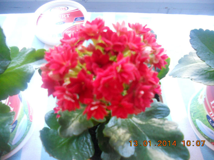 kalanchoe mini rosu - plante de interior
