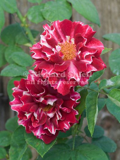 19583-CGD-Roger-Lambelin-Rose-Rosa-hybrid-at-Bakersfield-CA-USA - Copy; Roger Lambelin - antic
