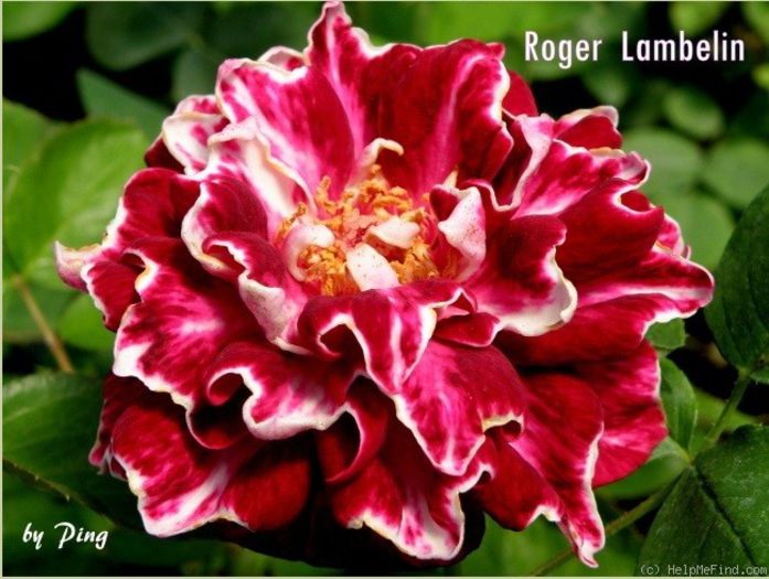 r lambelin; Roger Lambelin - antic
