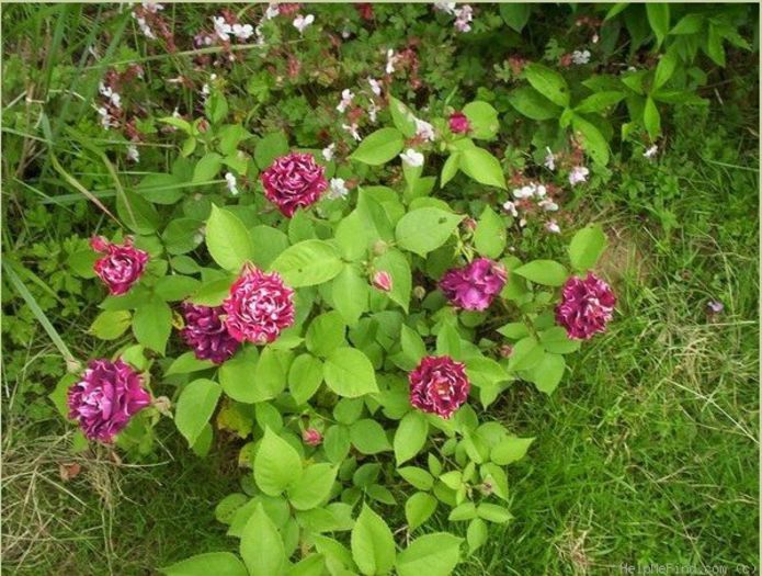 roger lambelin shrub; Roger Lambelin - antic
