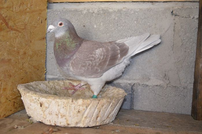 _DSC0086 - Porumbei-amintiri