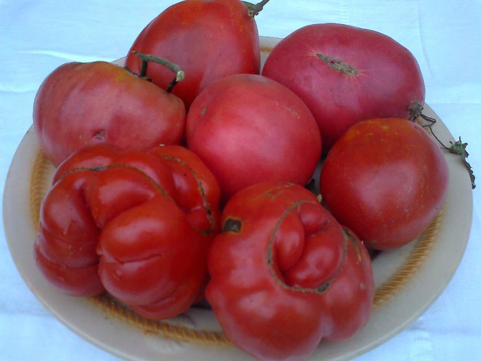 ULTIMELE ROSII NOIEMBRIE 2014 - 14- TOMATE BIO SOIURI TRADITIONALE PURE ORGANICE DE ORIGINE ROMANESTI SI STRAINE ALBUM 14