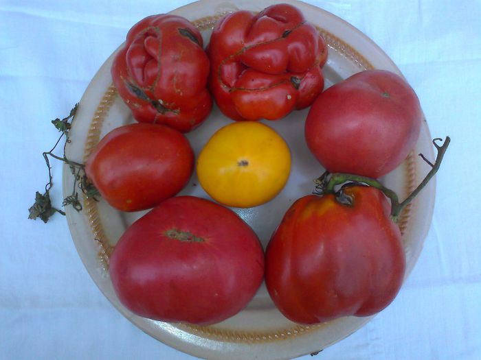 Fotografie2047 - 14- TOMATE BIO SOIURI TRADITIONALE PURE ORGANICE DE ORIGINE ROMANESTI SI STRAINE ALBUM 14