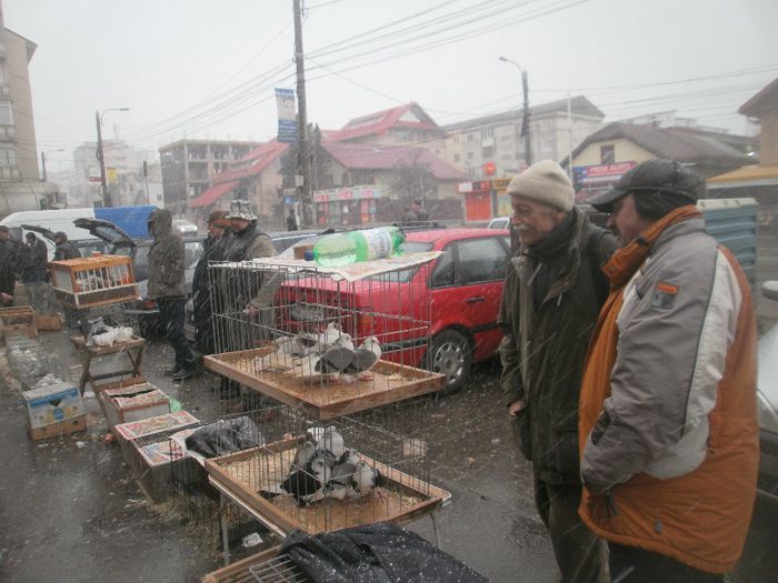 P1010180 - expo suceava 2014