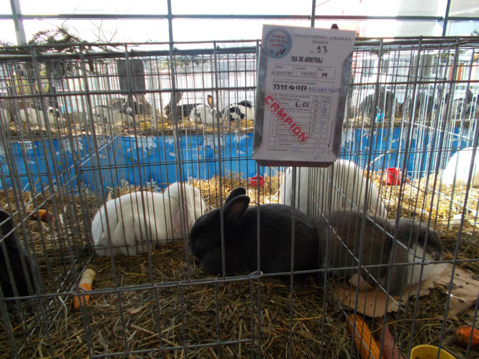 Campion albastru vienez-bogdanmircea