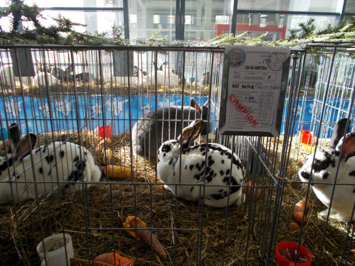 Campioana rex dalmatian-alinsv - Campionii expozitiei 2014