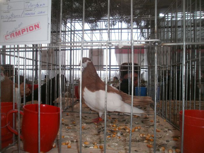 P1010189 - expo suceava 2014
