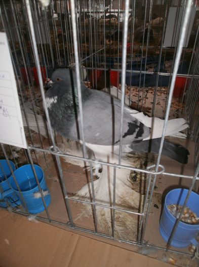 P1010192 - expo suceava 2014