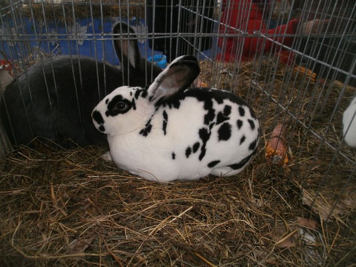 P1010247 - expo suceava 2014