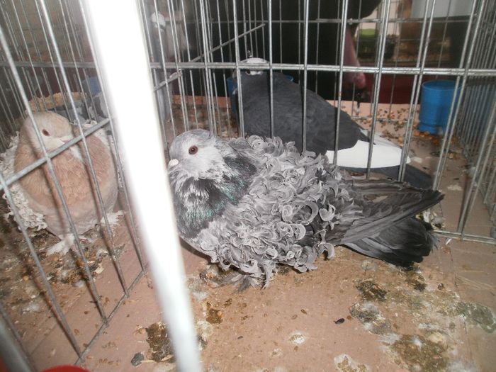 P1010254 - expo suceava 2014