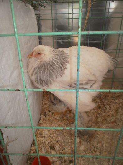 P1010279 - expo suceava 2014